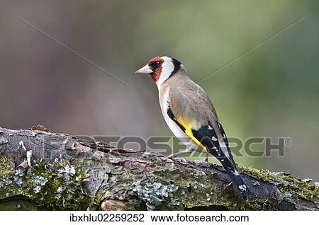 Stock Image - "European Goldfinch (Carduelis Carduelis) foraging in an apple tree, Untergroeningen, Baden-Wuerttemberg, Germany, Europe". Fotosearch