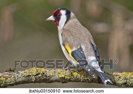 "European Goldfinch or Goldfinch (Carduelis carduelis), Untergroningen, Abtsgmuend, Baden-Wurttemberg, Germany, Europe" View Large Photo Image Stock Image - "European Goldfinch or Goldfinch (Carduelis carduelis), Untergroningen, Abtsgmuend, Baden-Wurttemberg, Germany, Europe". Fotosearch