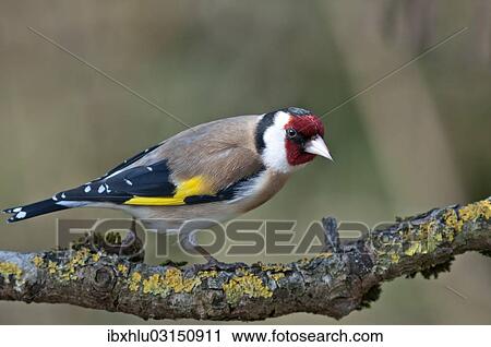 Stock Image - "European Goldfinch or Goldfinch (Carduelis carduelis), Untergroningen, Abtsgmuend, Baden-Wurttemberg, Germany, Europe". Fotosearch