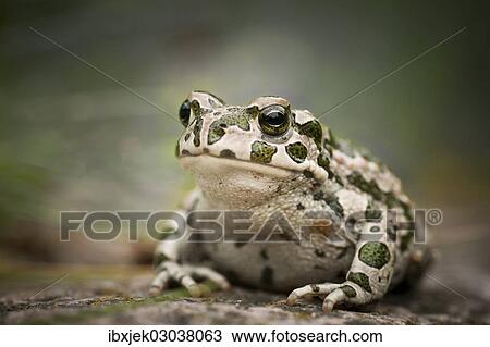 Stock Image - "European Green Toad (Bufo viridis), Rerik, Rerik, Mecklenburg-Western Pomerania, Germany, Europe". Fotosearch