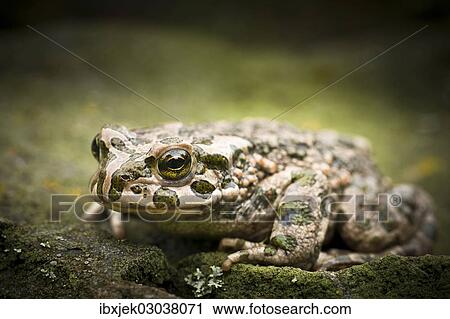 "European Green Toad (Bufo viridis), Rerik, Rerik, Mecklenburg-Western Pomerania, Germany, Europe" View Large Photo Image Stock Image - "European Green Toad (Bufo viridis), Rerik, Rerik, Mecklenburg-Western Pomerania, Germany, Europe". Fotosearch