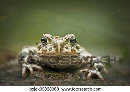 "European Green Toad (Bufo viridis), Rerik, Rerik, Mecklenburg-Western Pomerania, Germany, Europe" View Large Photo Image Stock Photo - "European Green Toad (Bufo viridis), Rerik, Rerik, Mecklenburg-Western Pomerania, Germany, Europe". Fotosearch