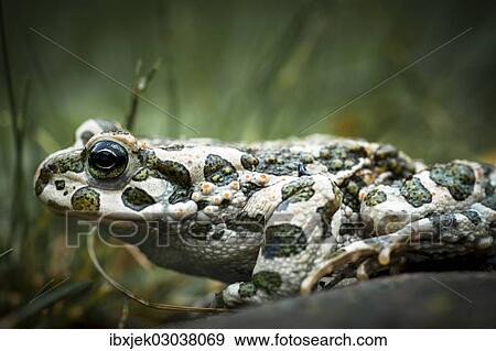 "European Green Toad (Bufo viridis), Rerik, Rerik, Mecklenburg-Western Pomerania, Germany, Europe" View Large Photo Image Stock Photo - "European Green Toad (Bufo viridis), Rerik, Rerik, Mecklenburg-Western Pomerania, Germany, Europe". Fotosearch