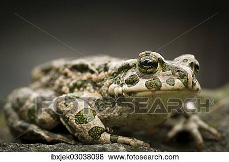 Stock Photo - "European Green Toad (Bufo viridis), Rerik, Rerik, Mecklenburg-Western Pomerania, Germany, Europe". Fotosearch
