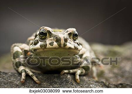 "European Green Toad (Bufo viridis), Rerik, Rerik, Mecklenburg-Western Pomerania, Germany, Europe" View Large Photo Image Stock Photo - "European Green Toad (Bufo viridis), Rerik, Rerik, Mecklenburg-Western Pomerania, Germany, Europe". Fotosearch