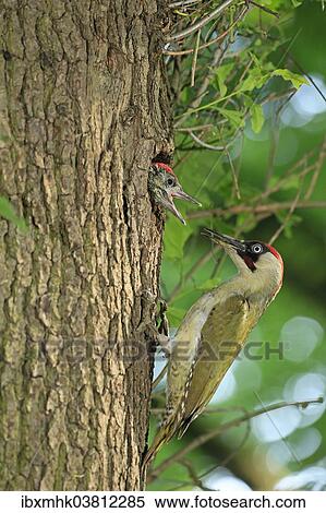 "European Green Woodpecker (Picus viridis) feeding young at nest in tree hole, Germany, Europe" View Large Photo Image Stock Photography - "European Green Woodpecker (Picus viridis) feeding young at nest in tree hole, Germany, Europe". Fotosearch
