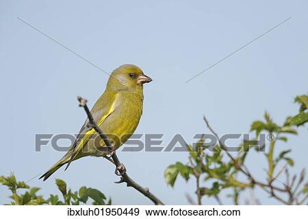 Stock Photo - European greenfinch (Carduelis chloris). Fotosearch