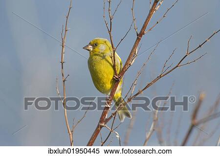 European greenfinch (Carduelis chloris) View Large Photo Image Stock Photography - European greenfinch (Carduelis chloris). Fotosearch
