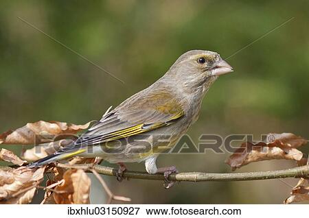 "European Greenfinch or Greenfinch (Carduelis chloris), female, Untergroningen, Abtsgmuend, Baden-Wurttemberg, Germany, Europe" View Large Photo Image Stock Photo - "European Greenfinch or Greenfinch (Carduelis chloris), female, Untergroningen, Abtsgmuend, Baden-Wurttemberg, Germany, Europe". Fotosearch