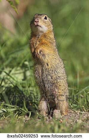 Stock Image - "European ground squirrel (Citellus citellus), standing upright, Illmitz, Burgenland, Austria, Europe". Fotosearch
