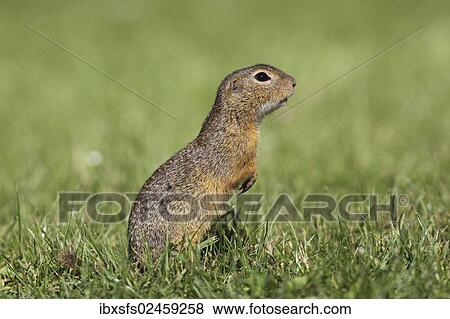 "European ground squirrel (Citellus citellus), standing upright, Illmitz, Burgenland, Austria, Europe" View Large Photo Image Stock Photo - "European ground squirrel (Citellus citellus), standing upright, Illmitz, Burgenland, Austria, Europe". Fotosearch