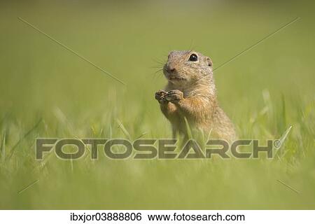 "European Ground Squirrel or European Souslik (Spermophilus citellus) on a meadow, Lower Austria, Austria, Europe" View Large Photo Image Stock Photograph - "European Ground Squirrel or European Souslik (Spermophilus citellus) on a meadow, Lower Austria, Austria, Europe". Fotosearch