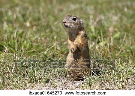 European ground squirrel or souslik (Spermophilus citellus) standing on its hind legs and watching its surroundings View Large Photo Image Stock Image - European ground squirrel or souslik (Spermophilus citellus) standing on its hind legs and watching its surroundings. Fotosearch