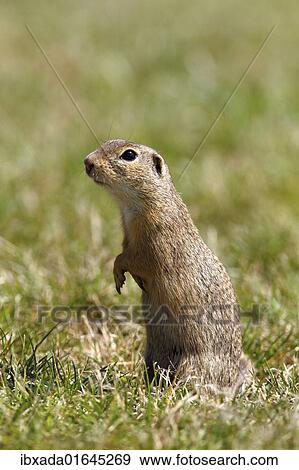 European ground squirrel or souslik (Spermophilus citellus) standing on its hind legs and watching its surroundings View Large Photo Image Stock Photo - European ground squirrel or souslik (Spermophilus citellus) standing on its hind legs and watching its surroundings. Fotosearch