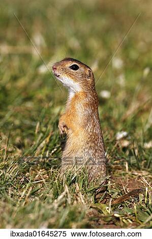 European ground squirrel or souslik (Spermophilus citellus) standing on its hind legs and watching its surroundings View Large Photo Image Stock Photography - European ground squirrel or souslik (Spermophilus citellus) standing on its hind legs and watching its surroundings. Fotosearch