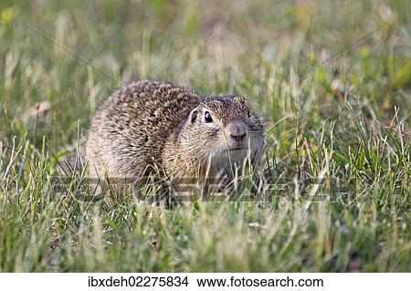 "European ground squirrel (Spermophilus citellus), Burgenland, Austria, Europe" View Large Photo Image Picture - "European ground squirrel (Spermophilus citellus), Burgenland, Austria, Europe". Fotosearch