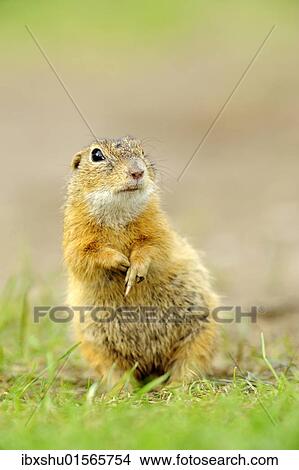 European ground squirrel (Spermophilus citellus) View Large Photo Image Picture - European ground squirrel (Spermophilus citellus). Fotosearch