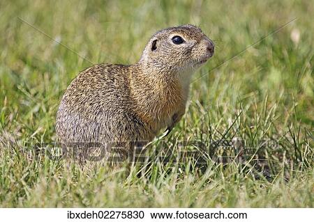 "European ground squirrel (Spermophilus citellus), Burgenland, Austria, Europe" View Large Photo Image Stock Image - "European ground squirrel (Spermophilus citellus), Burgenland, Austria, Europe". Fotosearch