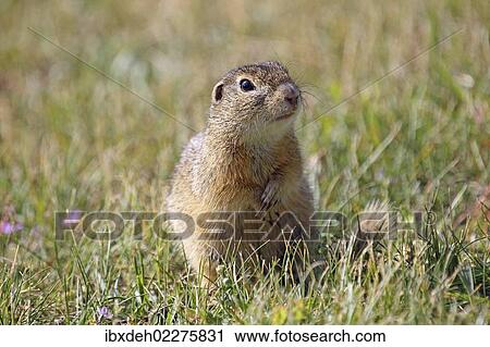 "European ground squirrel (Spermophilus citellus), Burgenland, Austria, Europe" View Large Photo Image Stock Image - "European ground squirrel (Spermophilus citellus), Burgenland, Austria, Europe". Fotosearch