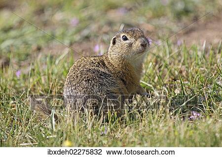 "European ground squirrel (Spermophilus citellus), Burgenland, Austria, Europe" View Large Photo Image Stock Image - "European ground squirrel (Spermophilus citellus), Burgenland, Austria, Europe". Fotosearch