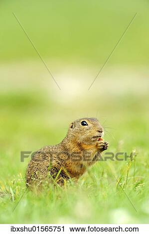 "European ground squirrel (Spermophilus citellus), feeding" View Large Photo Image Stock Image - "European ground squirrel (Spermophilus citellus), feeding". Fotosearch