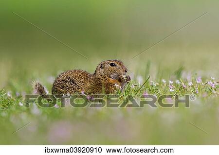 "European Ground Squirrel (Spermophilus citellus) feeding in flower meadow, Lake Neusiedl, Austria, Europe" View Large Photo Image Stock Image - "European Ground Squirrel (Spermophilus citellus) feeding in flower meadow, Lake Neusiedl, Austria, Europe". Fotosearch