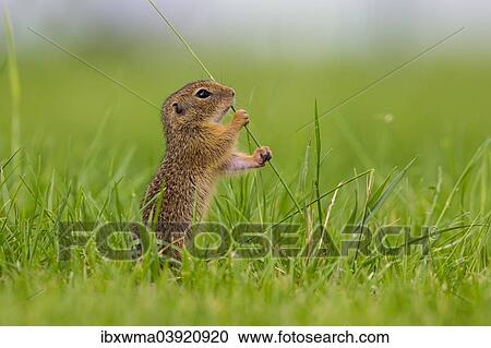 "European Ground Squirrel (Spermophilus citellus) holding a blade of grass in its paws, Lake Neusiedl, Austria, Europe" View Large Photo Image Stock Image - "European Ground Squirrel (Spermophilus citellus) holding a blade of grass in its paws, Lake Neusiedl, Austria, Europe". Fotosearch
