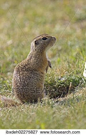 "European ground squirrel (Spermophilus citellus), Burgenland, Austria, Europe" View Large Photo Image Stock Photo - "European ground squirrel (Spermophilus citellus), Burgenland, Austria, Europe". Fotosearch