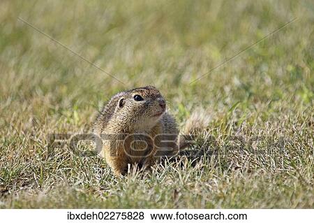"European ground squirrel (Spermophilus citellus), Burgenland, Austria, Europe" View Large Photo Image Stock Photo - "European ground squirrel (Spermophilus citellus), Burgenland, Austria, Europe". Fotosearch