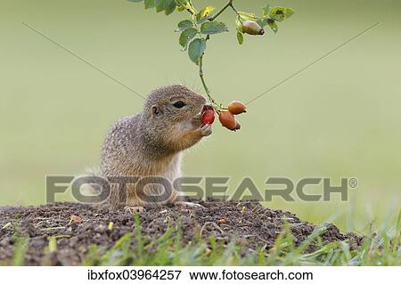 "European ground squirrel (Spermophilus citellus) holds on to a rose hip while feeding, Austria, Europe" View Large Photo Image Stock Photo - "European ground squirrel (Spermophilus citellus) holds on to a rose hip while feeding, Austria, Europe". Fotosearch