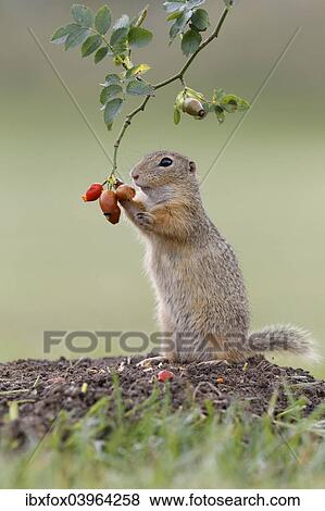 "European ground squirrel (Spermophilus citellus) upright, feeding on a rosehip, Austria, Europe" View Large Photo Image Stock Photo - "European ground squirrel (Spermophilus citellus) upright, feeding on a rosehip, Austria, Europe". Fotosearch