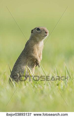 "European Ground Squirrel (Spermophilus citellus) in a meadow, Lower Austria, Austria, Europe" View Large Photo Image Stock Photo - "European Ground Squirrel (Spermophilus citellus) in a meadow, Lower Austria, Austria, Europe". Fotosearch