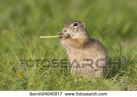 "European ground squirrel (Spermophilus citellus), Perchtoldsdorfer Heide heath, Lower Austria, Austria, Europe" View Large Photo Image Stock Photo - "European ground squirrel (Spermophilus citellus), Perchtoldsdorfer Heide heath, Lower Austria, Austria, Europe". Fotosearch