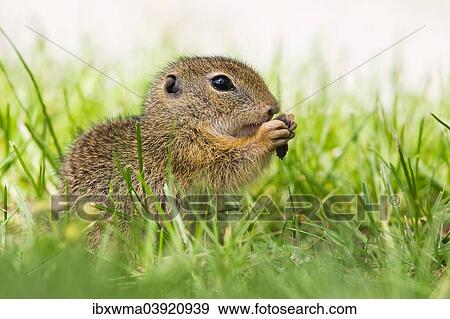 "European Ground Squirrel (Spermophilus citellus) feeding, Lake Neusiedl, Austria, Europe" View Large Photo Image Stock Photo - "European Ground Squirrel (Spermophilus citellus) feeding, Lake Neusiedl, Austria, Europe". Fotosearch