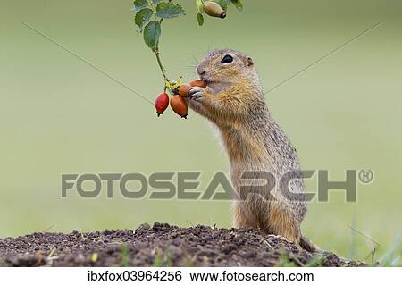 "European ground squirrel (Spermophilus citellus) upright, feeding on a rosehip, Austria, Europe" View Large Photo Image Stock Photograph - "European ground squirrel (Spermophilus citellus) upright, feeding on a rosehip, Austria, Europe". Fotosearch