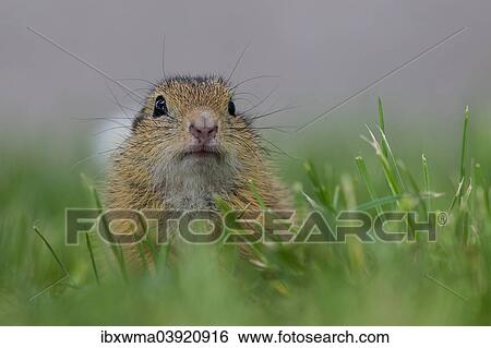 "European Ground Squirrel (Spermophilus citellus), Lake Neusiedl, Austria, Europe" View Large Photo Image Stock Photograph - "European Ground Squirrel (Spermophilus citellus), Lake Neusiedl, Austria, Europe". Fotosearch