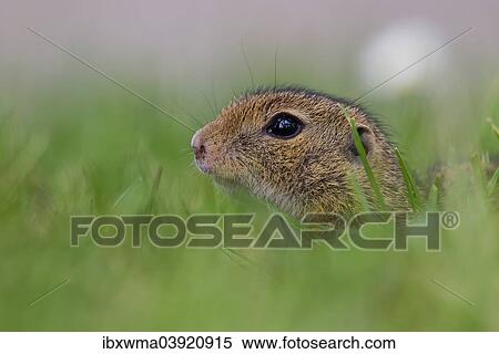 "European Ground Squirrel (Spermophilus citellus), Lake Neusiedl, Austria, Europe" View Large Photo Image Stock Photography - "European Ground Squirrel (Spermophilus citellus), Lake Neusiedl, Austria, Europe". Fotosearch