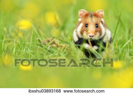 Stock Photo - "European Hamster (Cricetus cricetus), feeding, Vienna State, Austria, Europe". Fotosearch