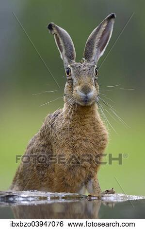 Stock Photograph - "European Hare (Lepus europaeus) at a water place, alert, Bugac puszta, Kiskunsagi National Park, Hungary, Europe". Fotosearch