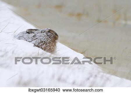 "European Hare (Lepus europaeus) in the snow, Burgenland, Austria, Europe" View Large Photo Image Stock Image - "European Hare (Lepus europaeus) in the snow, Burgenland, Austria, Europe". Fotosearch