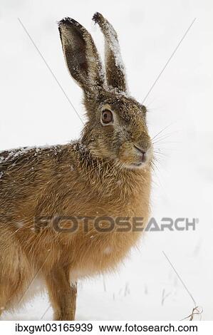 "European Hare (Lepus europaeus) in the snow, Burgenland, Austria, Europe" View Large Photo Image Stock Photo - "European Hare (Lepus europaeus) in the snow, Burgenland, Austria, Europe". Fotosearch