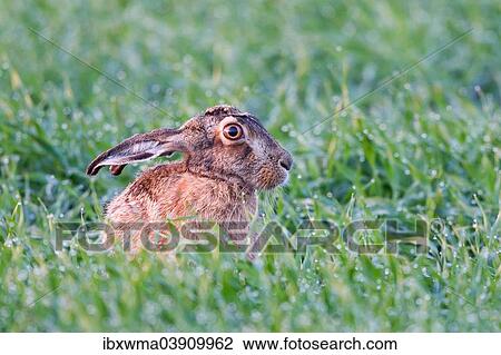 "European Hare (Lepus europaeus), North Hesse, Hesse, Germany, Europe" View Large Photo Image Stock Image - "European Hare (Lepus europaeus), North Hesse, Hesse, Germany, Europe". Fotosearch