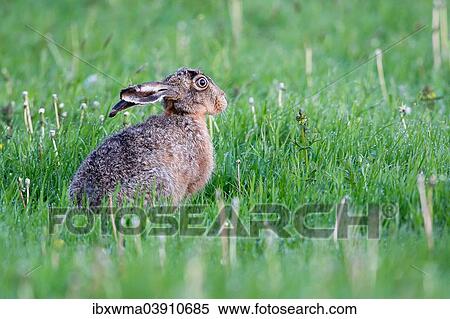 "European Hare (Lepus europaeus), North Hesse, Hesse, Germany, Europe" View Large Photo Image Stock Photography - "European Hare (Lepus europaeus), North Hesse, Hesse, Germany, Europe". Fotosearch