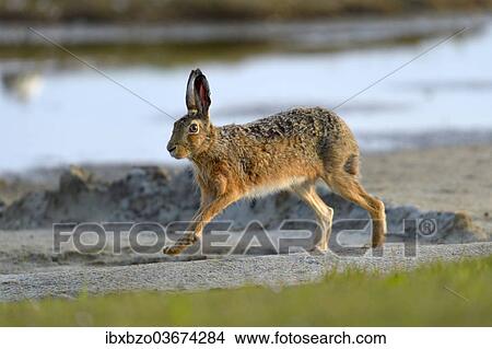 "European Hare (Lepus europaeus) running along a sandy beach, Wagejot nature reserve, Texel, West Frisian Islands, province of North Holland, The Netherlands, Europe" View Large Photo Image Picture - "European Hare (Lepus europaeus) running along a sandy beach, Wagejot nature reserve, Texel, West Frisian Islands, province of North Holland, The Netherlands, Europe". Fotosearch