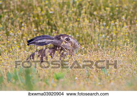 "European Hare (Lepus europaeus) sitting in a field, North Hesse, Hesse, Germany, Europe" View Large Photo Image Picture - "European Hare (Lepus europaeus) sitting in a field, North Hesse, Hesse, Germany, Europe". Fotosearch
