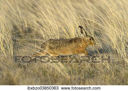 "European Hare (Lepus europaeus), running in the tall marram grass, Dunes of Texel National Park, Texel, West Frisian Islands, province of North Holland, Netherlands" View Large Photo Image Stock Image - "European Hare (Lepus europaeus), running in the tall marram grass, Dunes of Texel National Park, Texel, West Frisian Islands, province of North Holland, Netherlands". Fotosearch