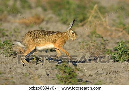 Stock Image - "European Hare (Lepus europaeus) scampering on a harvested sunflower field, Kiskunsagi National Park, Hungary, Europe". Fotosearch