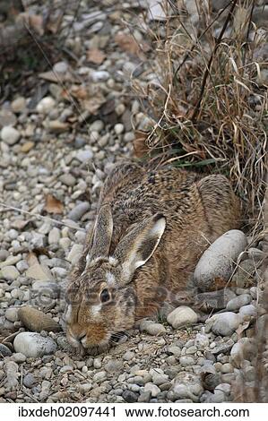 "European Hare (Lepus europaeus) crouched in a shallow form, Allgaeu, Bavaria, Germany, Europe" View Large Photo Image Stock Image - "European Hare (Lepus europaeus) crouched in a shallow form, Allgaeu, Bavaria, Germany, Europe". Fotosearch