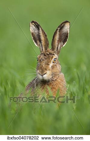"European Hare (Lepus europaeus), sitting in a cornfield, Thuringia, Germany, Europe" View Large Photo Image Stock Image - "European Hare (Lepus europaeus), sitting in a cornfield, Thuringia, Germany, Europe". Fotosearch