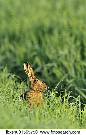 Stock Image - "European hare (Lepus europaeus), sitting in tall grass". Fotosearch